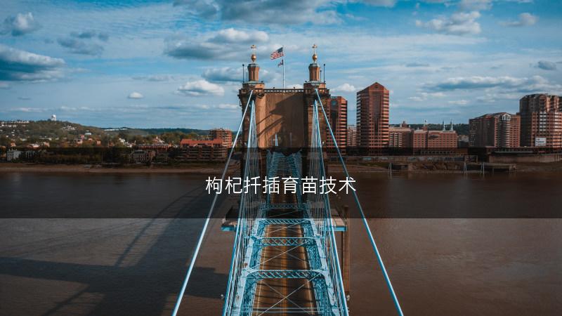 枸杞扦插育苗技术(图1)