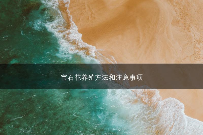 宝石花养殖方法和注意事项(图1)
