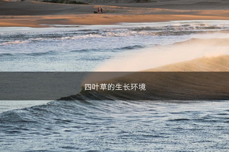 四叶草的生长环境(图1)