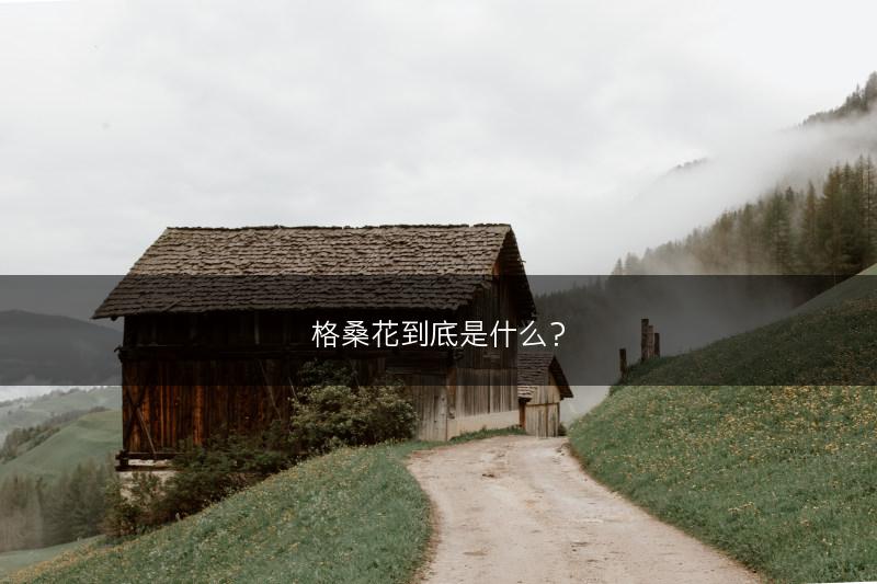 格桑花到底是什么？(图1)