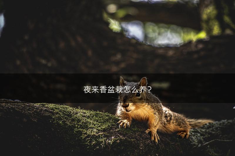 夜来香盆栽怎么养？(图1)