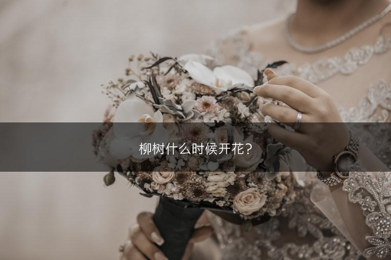 柳树什么时候开花？(图1)