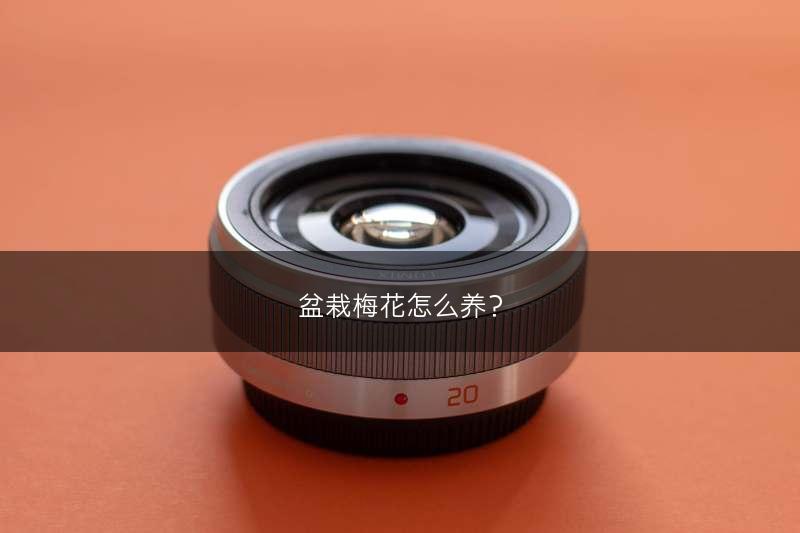 盆栽梅花怎么养？(图1)