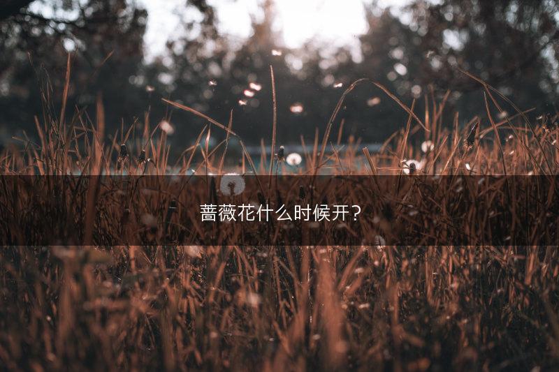 蔷薇花什么时候开？(图1)