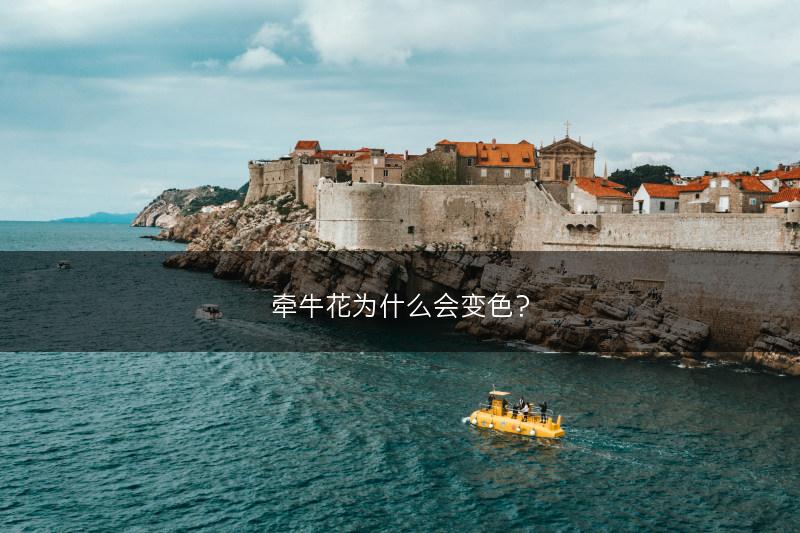 牵牛花为什么会变色？(图1)
