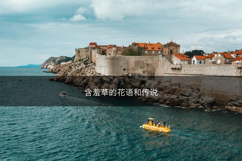 含羞草的花语和传说(图1)