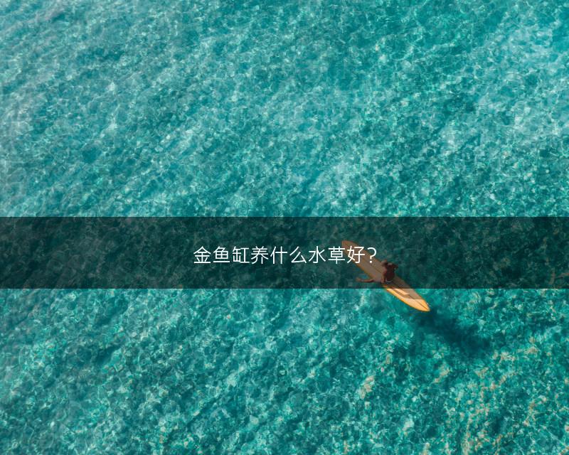 金鱼缸养什么水草好？(图1)