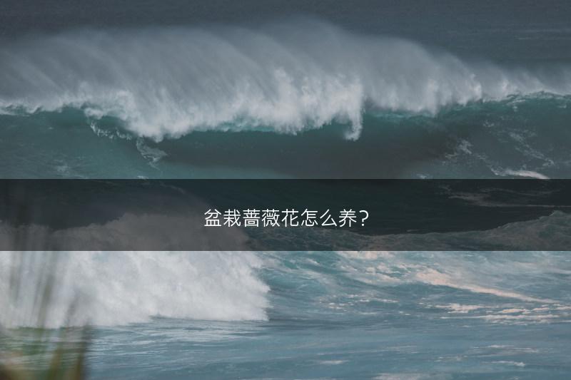 盆栽蔷薇花怎么养？(图1)