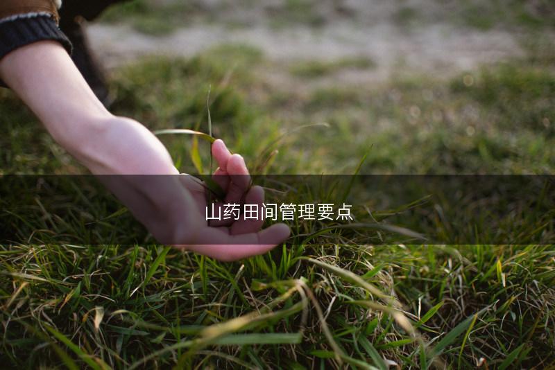 山药田间管理要点(图1)