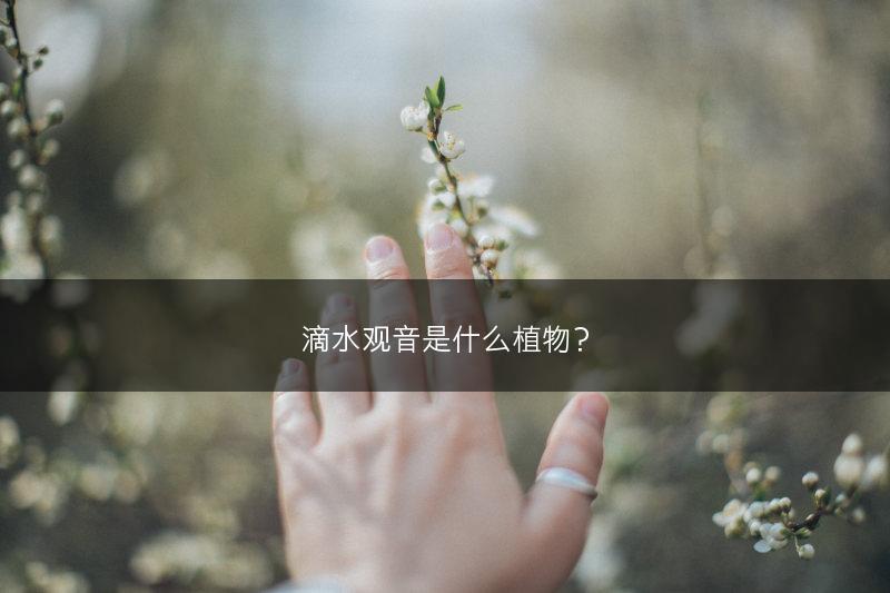滴水观音是什么植物？(图1)