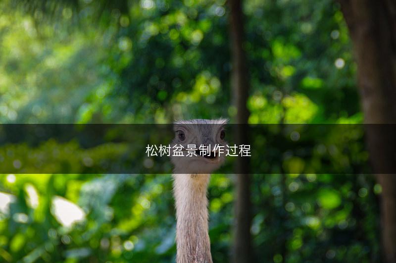 松树盆景制作过程(图1)