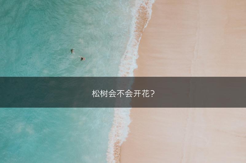 松树会不会开花？(图1)