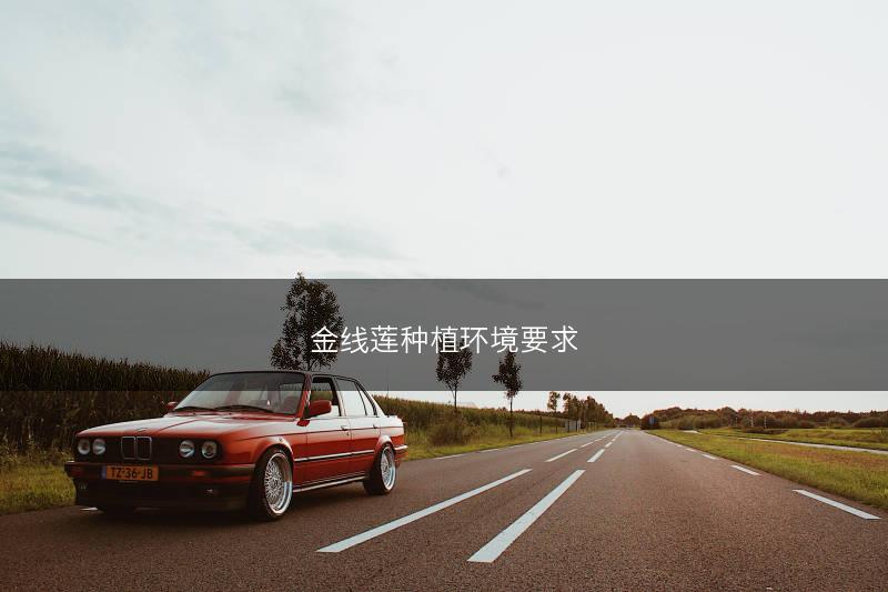 金线莲种植环境要求(图1)