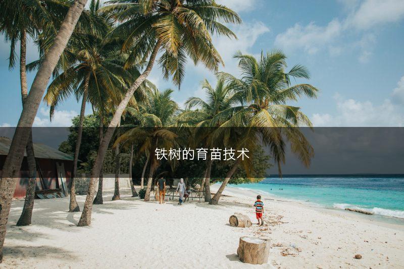 铁树的育苗技术(图1)