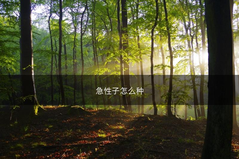 急性子怎么种(图1)