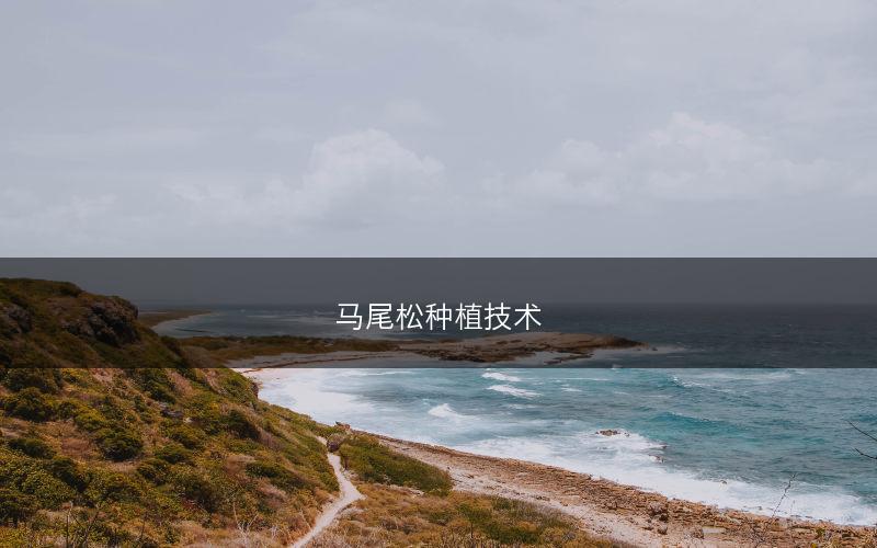 马尾松种植技术(图1)