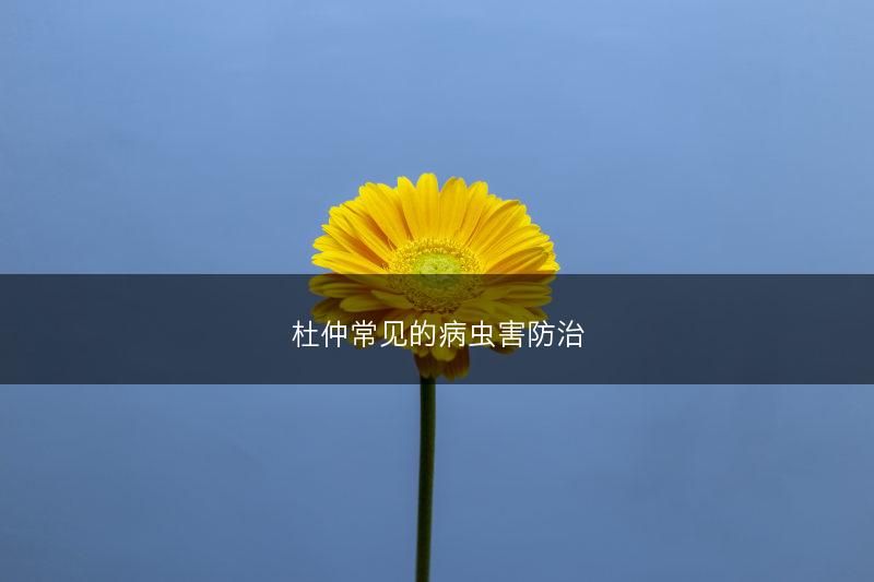 杜仲常见的病虫害防治(图1)
