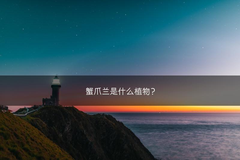 蟹爪兰是什么植物？(图1)