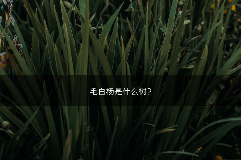 毛白杨是什么树？(图1)