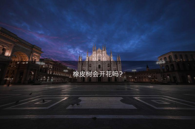 橡皮树会开花吗？(图1)