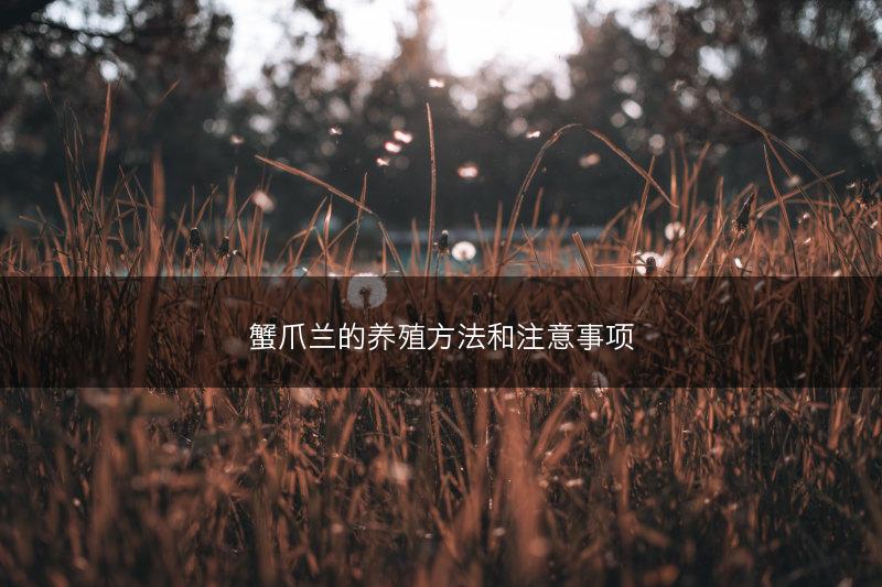 蟹爪兰的养殖方法和注意事项(图1)