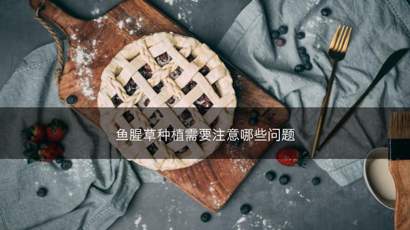 鱼腥草种植需要注意哪些问题(图1)