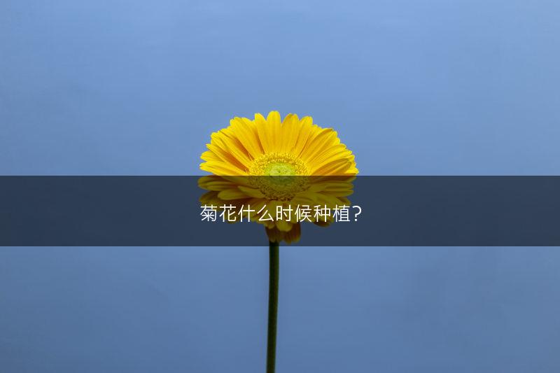 菊花什么时候种植？(图1)
