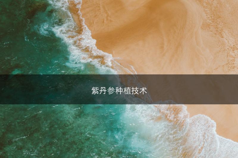 紫丹参种植技术(图1)