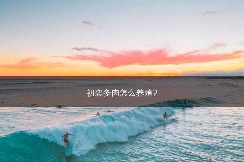 初恋多肉怎么养殖？(图1)
