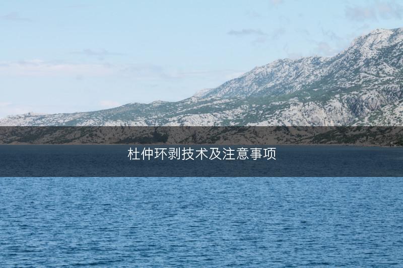 杜仲环剥技术及注意事项(图1)