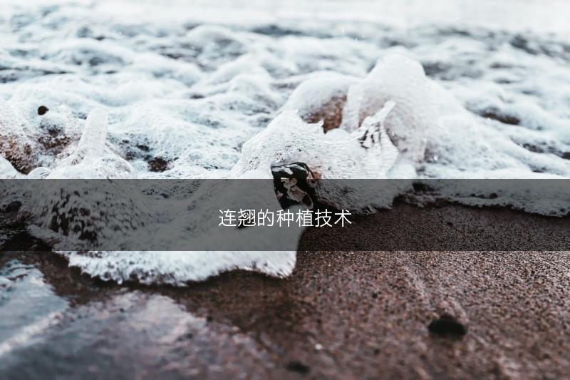 连翘的种植技术(图1)