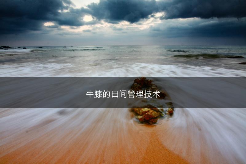牛膝的田间管理技术(图1)