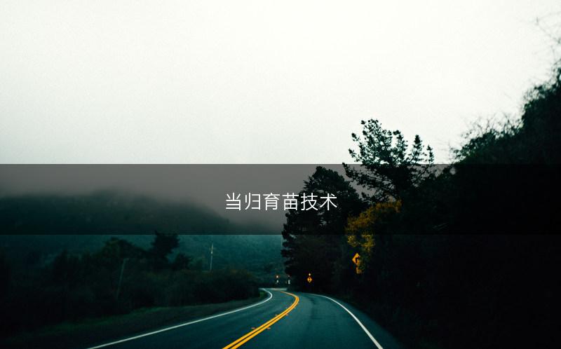 当归育苗技术(图1)