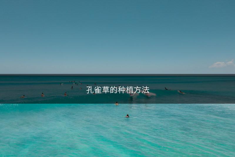 孔雀草的种植方法(图1)