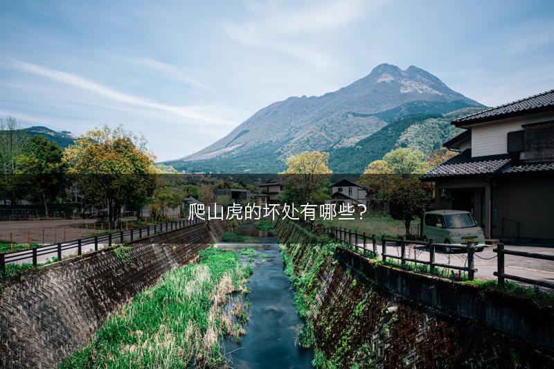 爬山虎的坏处有哪些？(图1)