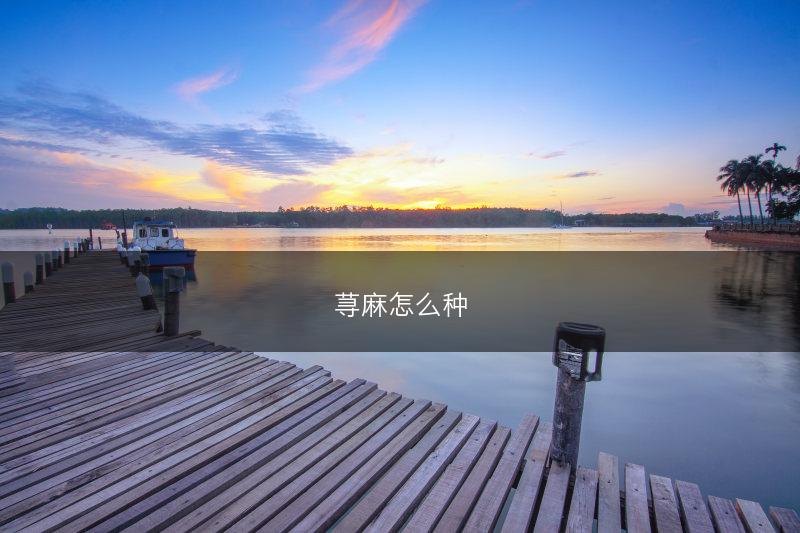 荨麻怎么种(图1)