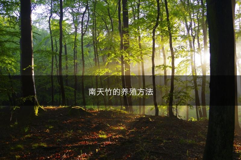 南天竹的养殖方法(图1)