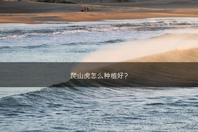 爬山虎怎么种植好？(图1)