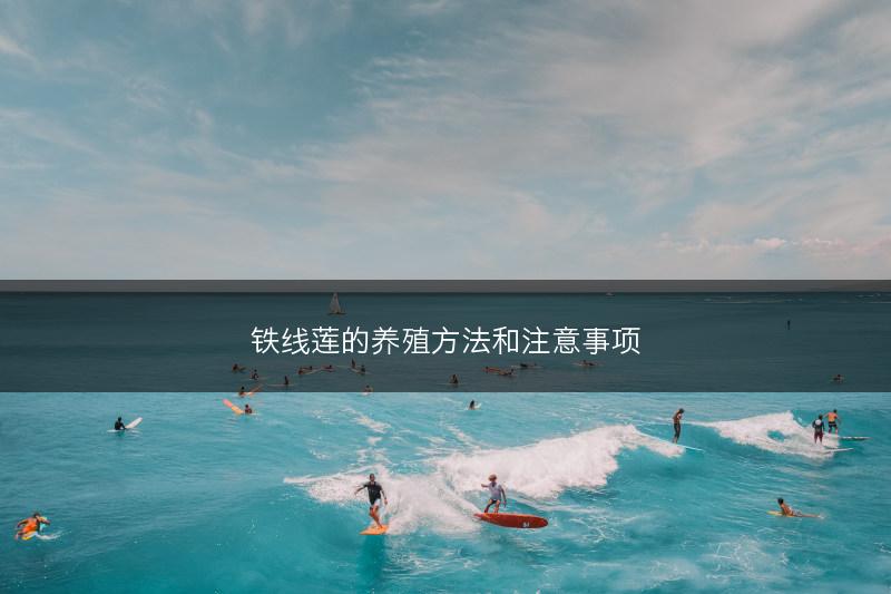 铁线莲的养殖方法和注意事项(图1)