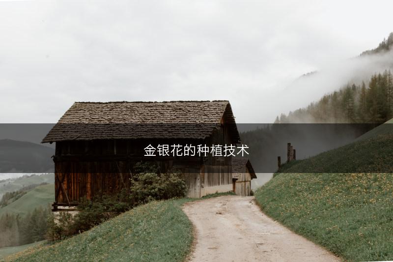 金银花的种植技术(图1)