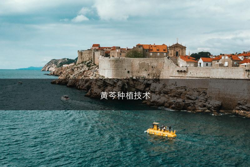黄芩种植技术(图1)