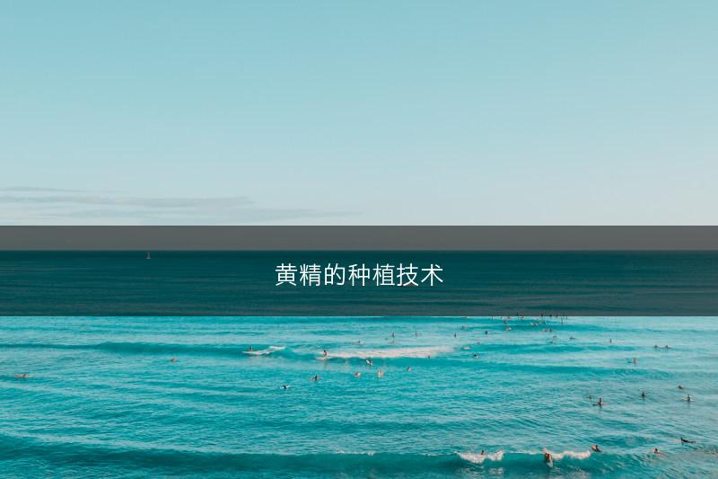 黄精的种植技术(图1)