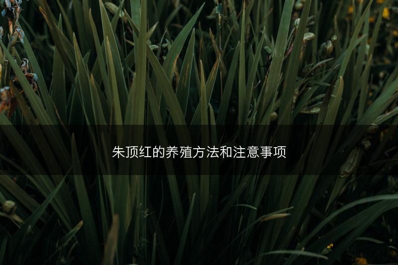 朱顶红的养殖方法和注意事项(图1)