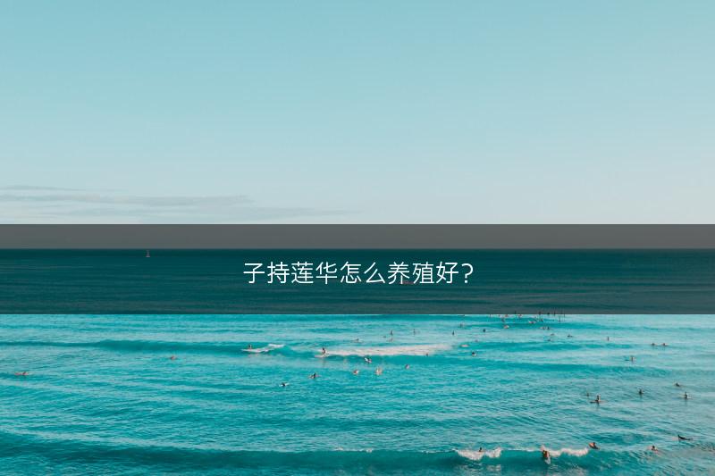 子持莲华怎么养殖好？(图1)
