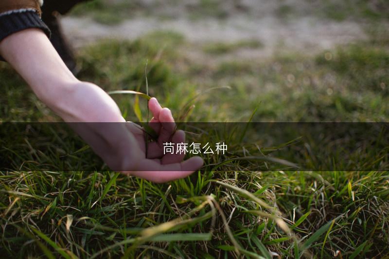 苘麻怎么种(图1)