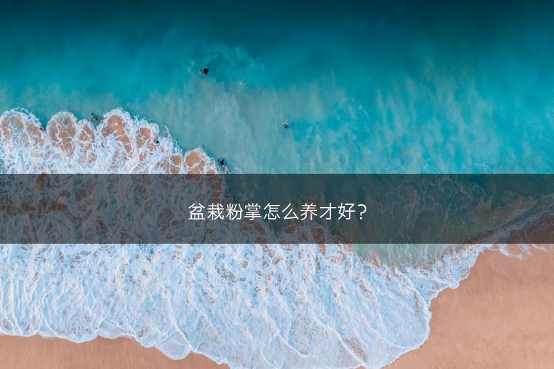 盆栽粉掌怎么养才好？(图1)