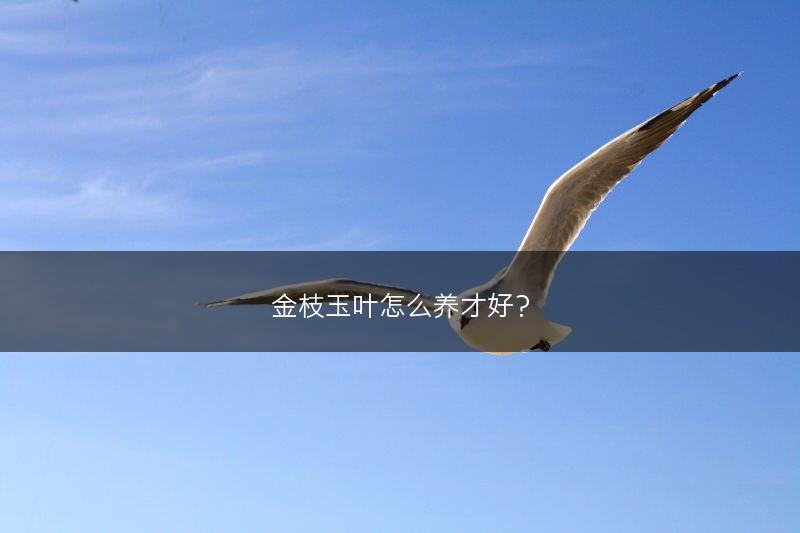 金枝玉叶怎么养才好？(图1)