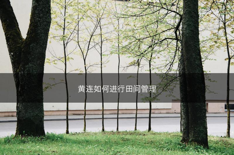 黄连如何进行田间管理(图1)