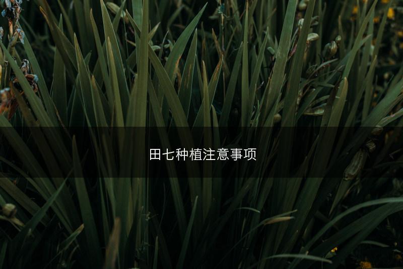 田七种植注意事项(图1)