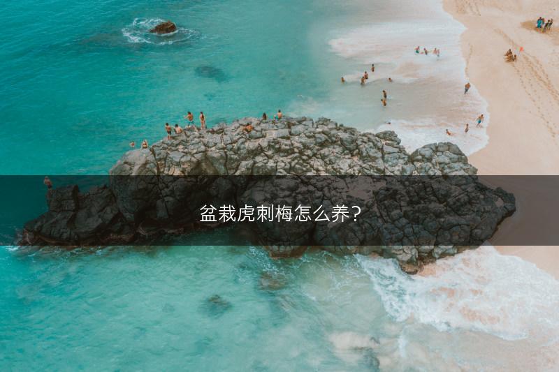 盆栽虎刺梅怎么养？(图1)